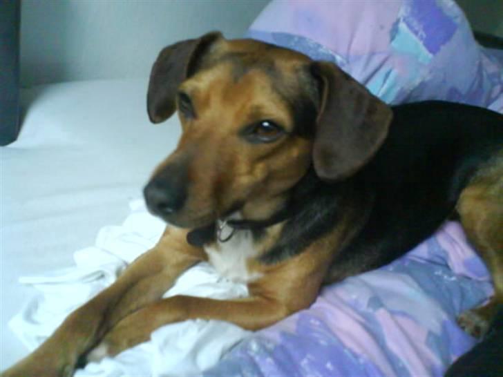 Blanding af racer Fie <3 - Vente vente :b billede 6