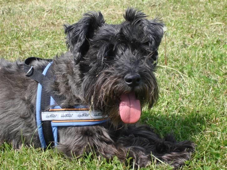 Blanding af racer Fusse Himmelhund - Åh, det er skønt at være ude... billede 1