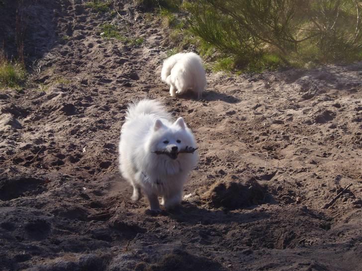 Japansk spids Yoshi - Yoshi elsker pinde billede 8