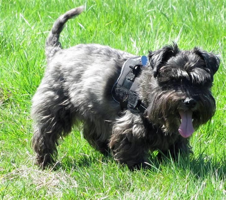 Blanding af racer Fusse Himmelhund - Up close and personal billede 2