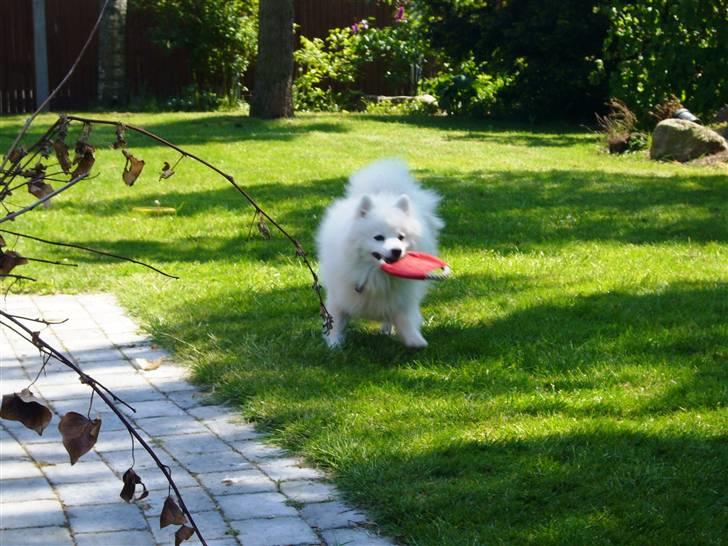 Japansk spids Yoshi - Leg i haven billede 9