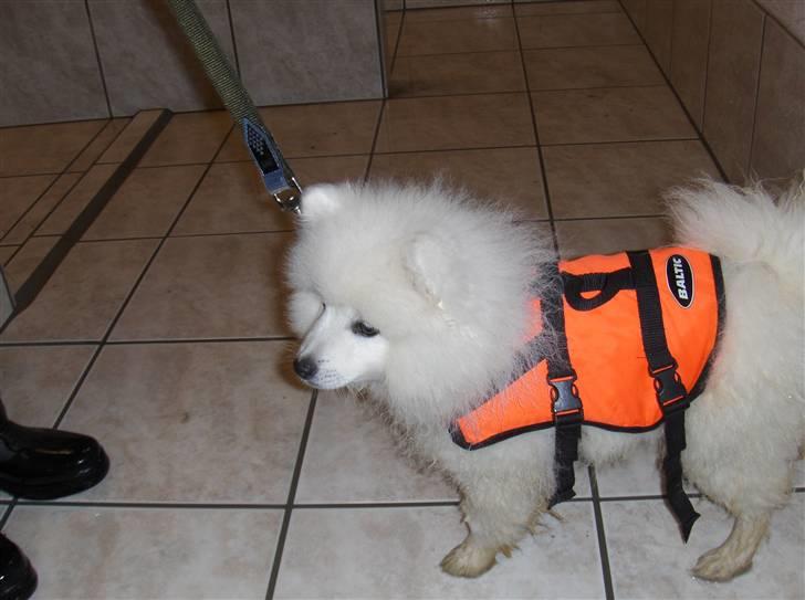 Japansk spids Yoshi - Hans første tur i svømmehallen, så sød han er. billede 10