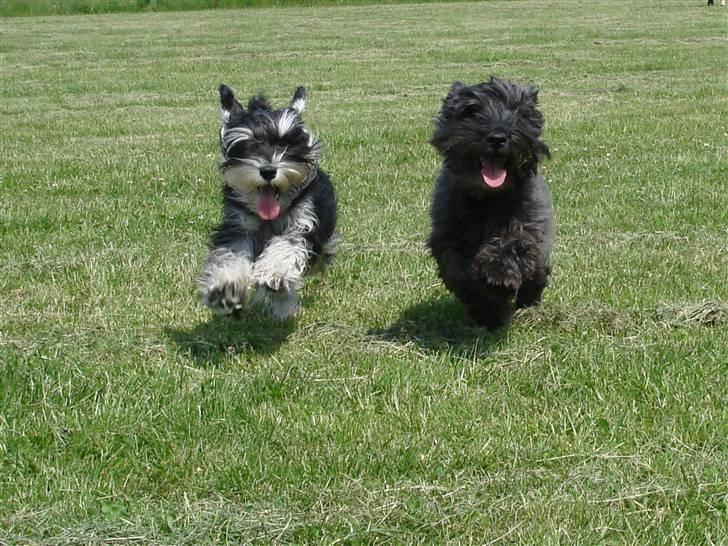 Blanding af racer Fusse Himmelhund - 2 kammerater der løber stærkt... billede 3