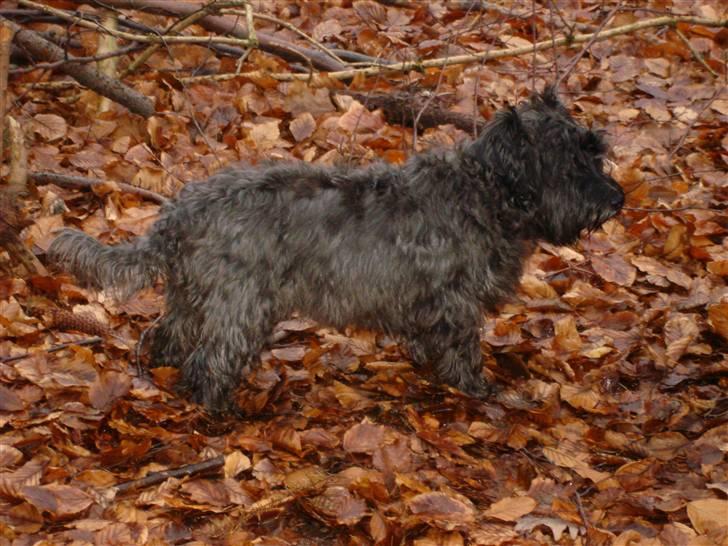 Blanding af racer Fusse Himmelhund - Fusse i efterårsskoven billede 4