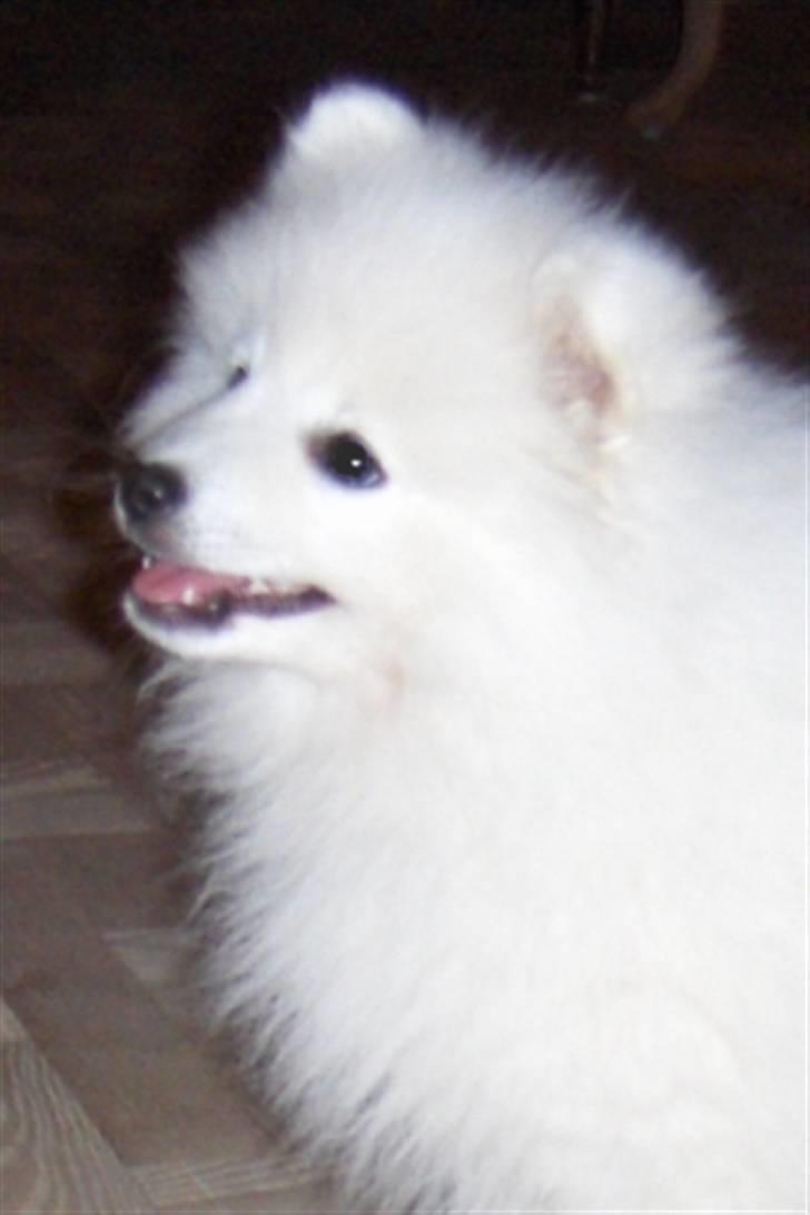 Japansk spids Yoshi - Lille søde Yoshi billede 11