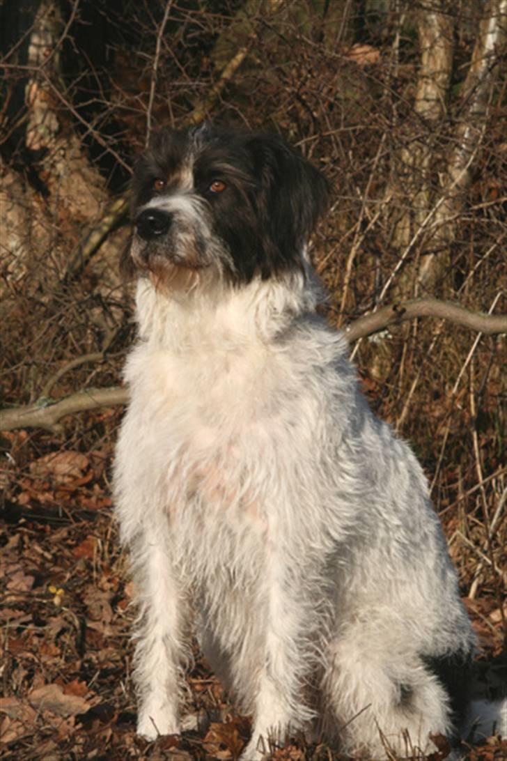 Blanding af racer Mille billede 1