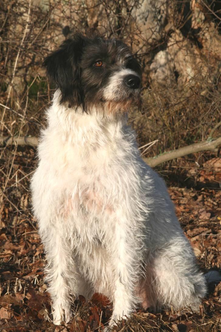 Blanding af racer Mille billede 2