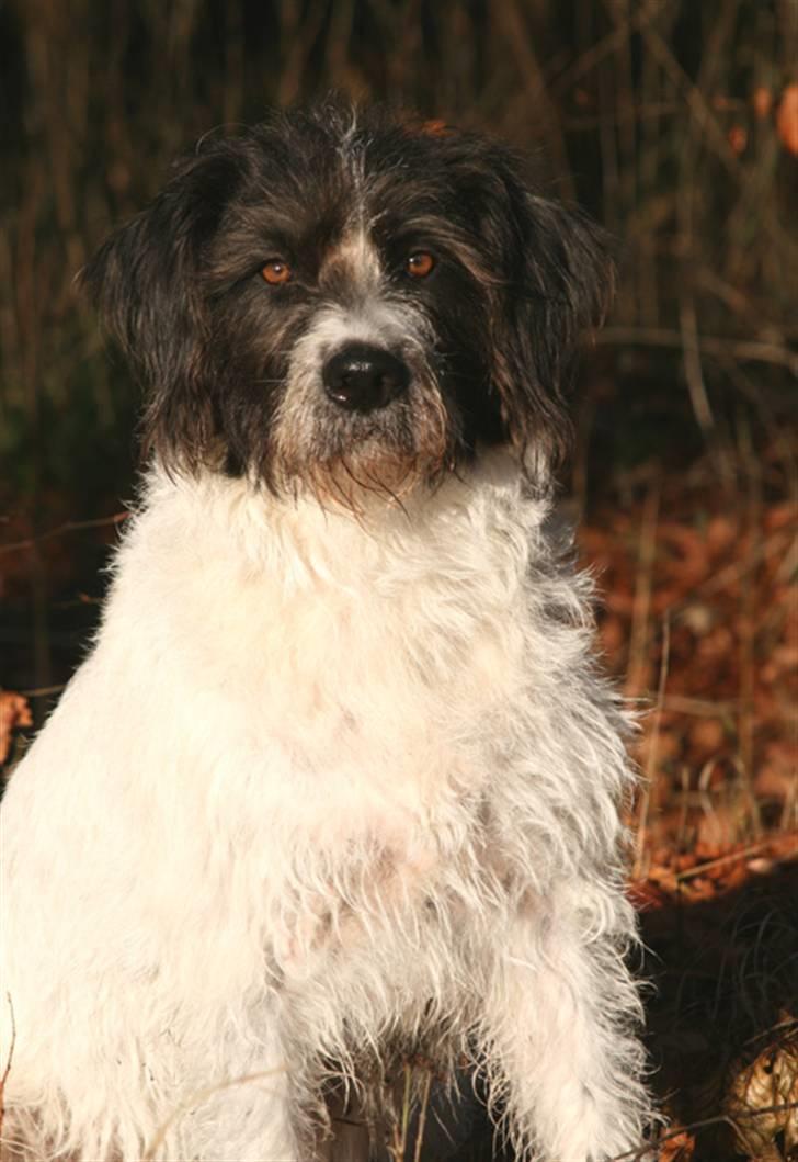 Blanding af racer Mille billede 3