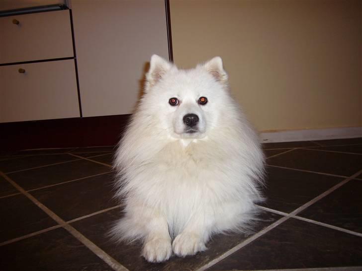 Japansk spids Aiko - En hyggestund billede 7