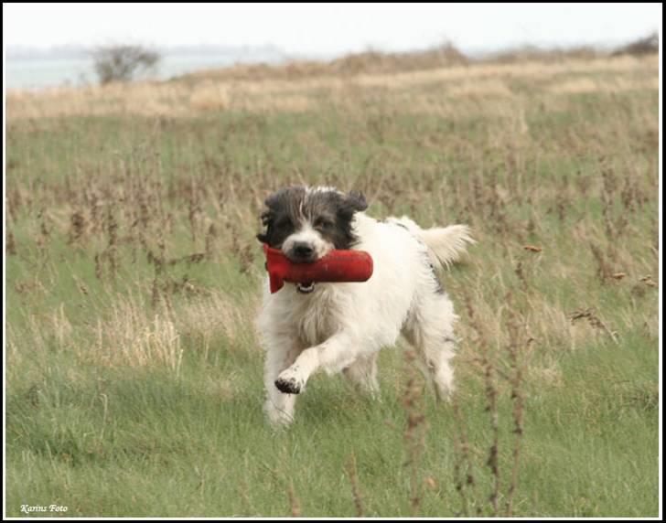 Blanding af racer Mille billede 4