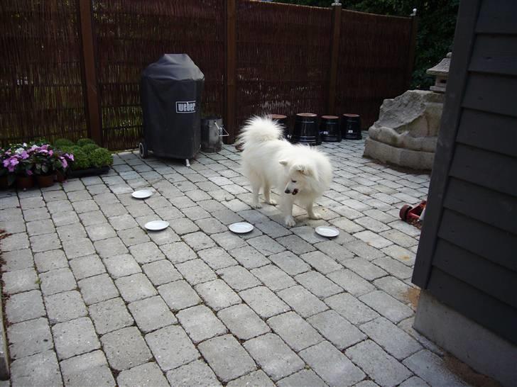 Japansk spids Aiko - Tjekker lige efter om de andre har spist op billede 8