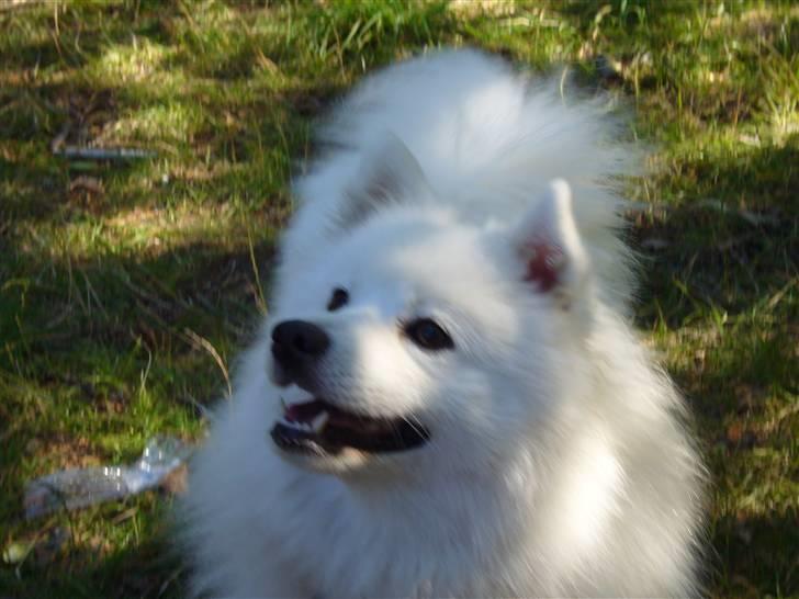 Japansk spids Aiko - Fra en sommer i Skagen billede 9