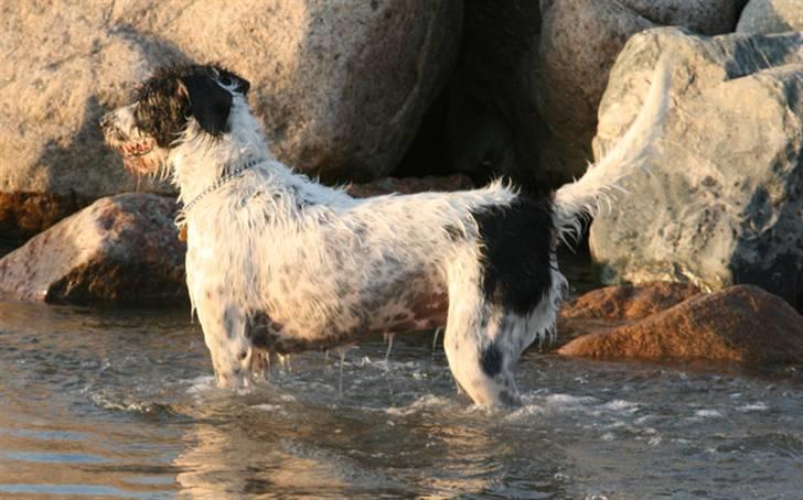 Blanding af racer Mille billede 5