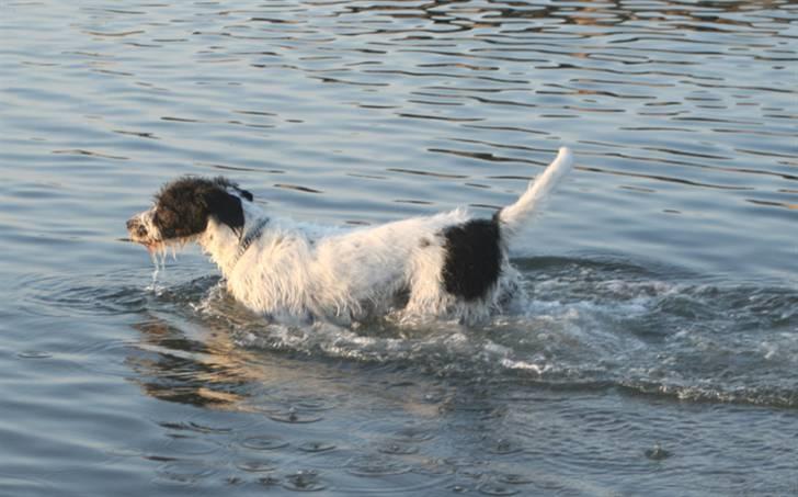 Blanding af racer Mille billede 6