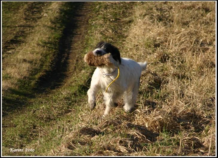 Blanding af racer Mille billede 7