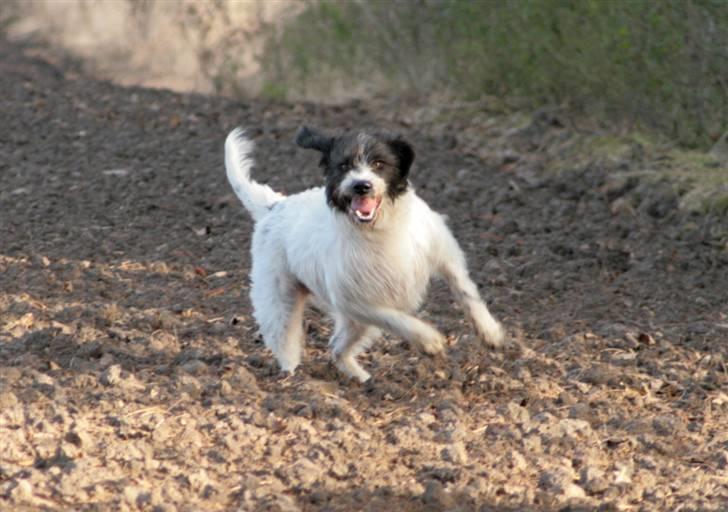 Blanding af racer Mille billede 8