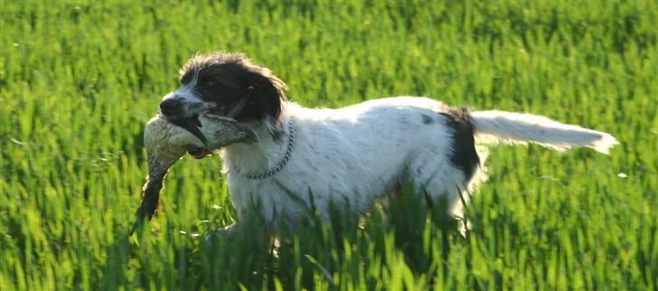 Blanding af racer Mille billede 9