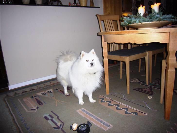 Japansk spids Aiko - Smukke Aiko billede 10