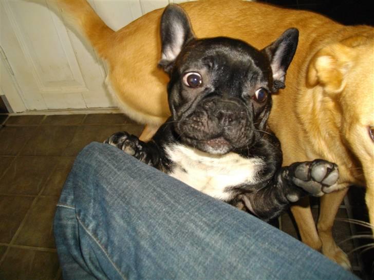 Fransk bulldog Charco billede 12