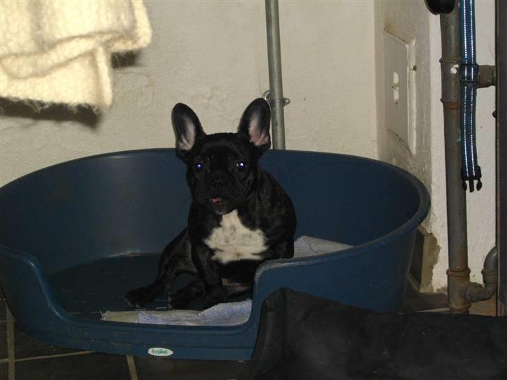 Fransk bulldog Charco billede 13