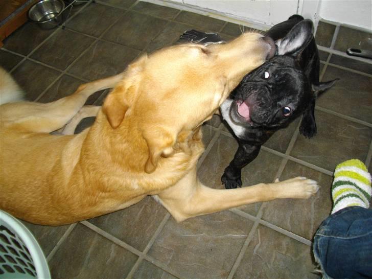 Fransk bulldog Charco billede 14