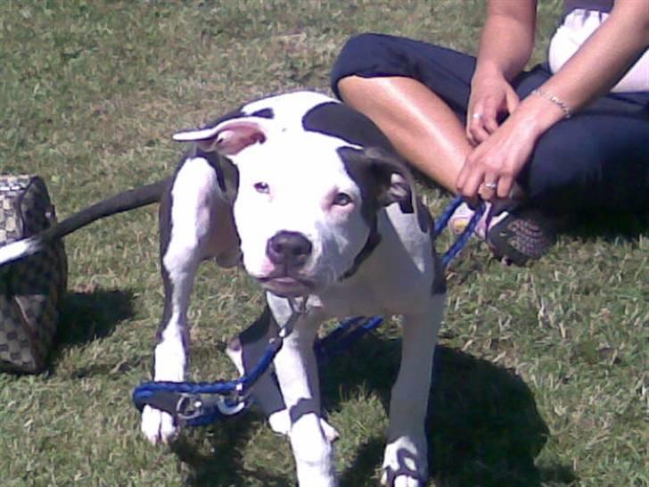 Amerikansk staffordshire terrier Rocky Solgt billede 11