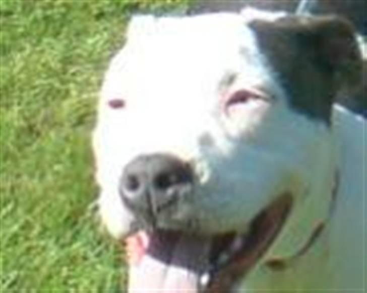 Amerikansk staffordshire terrier Rocky Solgt billede 12