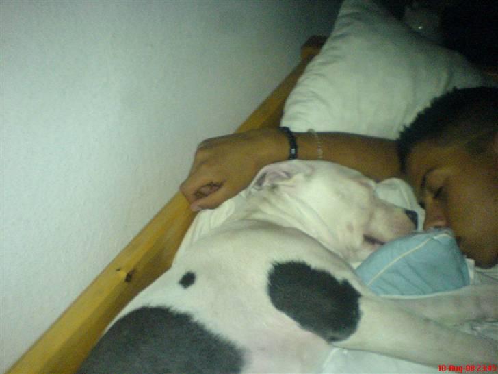 Amerikansk staffordshire terrier Rocky Solgt billede 13