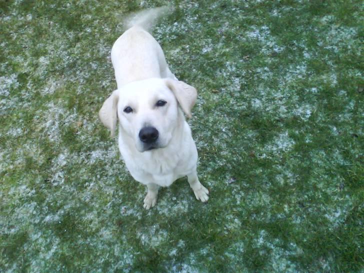 Blanding af racer wiwi billede 11