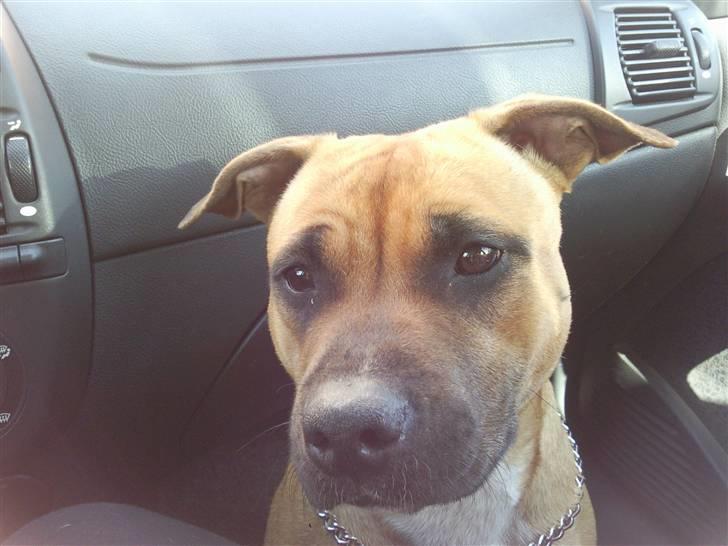 Amerikansk staffordshire terrier Berta billede 20