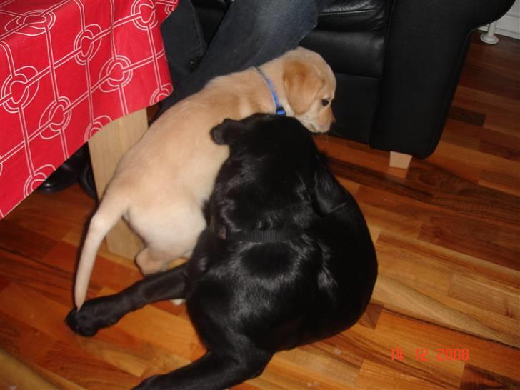 Blanding af racer Sasha billede 6