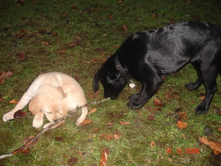 Blanding af racer Sasha billede 7