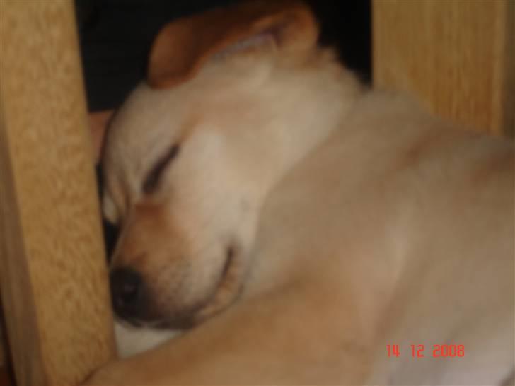 Blanding af racer Sasha billede 8