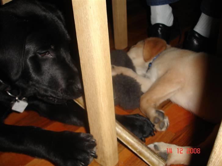 Blanding af racer Sasha billede 9