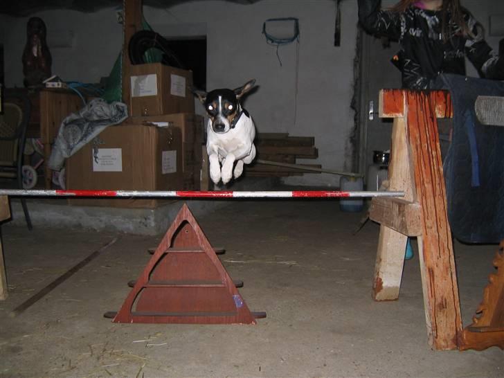 Dansk svensk gaardhund snubi - snubi der springe 60 cm billede 15