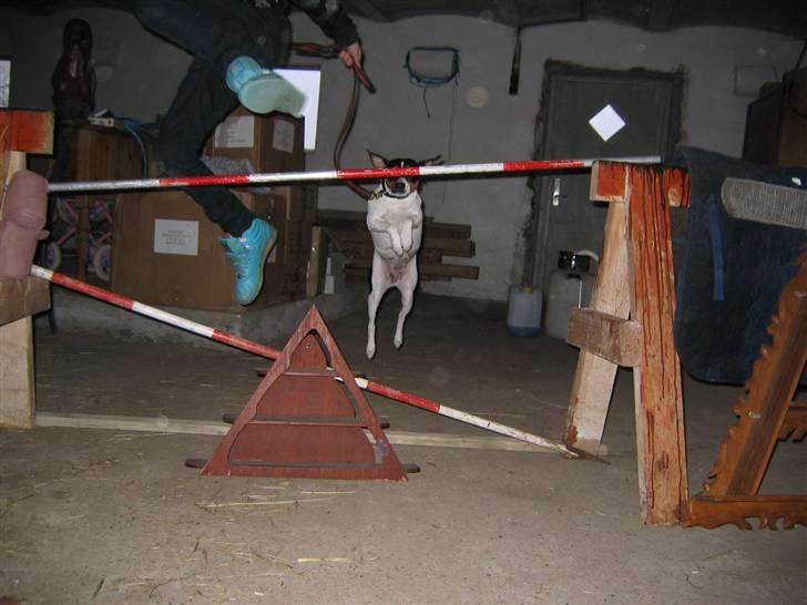 Dansk svensk gaardhund snubi - snubi der springe  90 cm billede 16