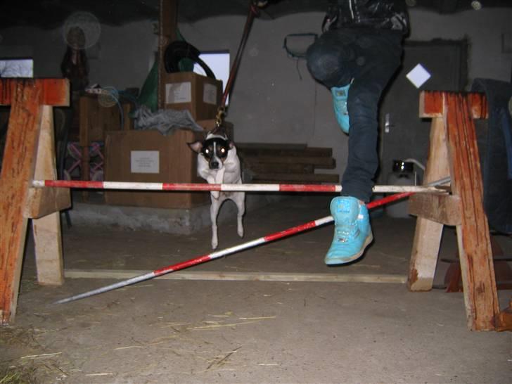 Dansk svensk gaardhund snubi - snubi der springe 60 cm billede 17