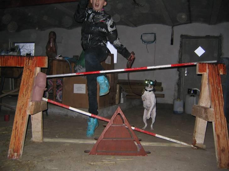 Dansk svensk gaardhund snubi - snubi der skal til at springe  90 cm billede 18