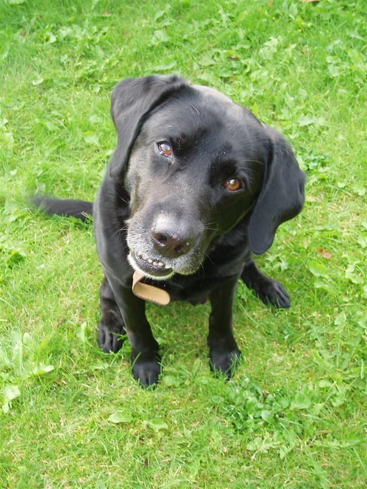 Labrador retriever Mickey <'3 -RIP billede 1