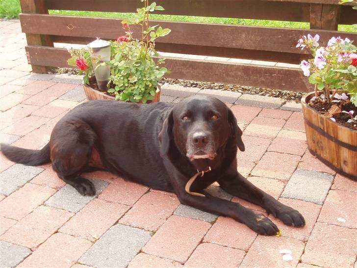 Labrador retriever Mickey <'3 -RIP billede 2