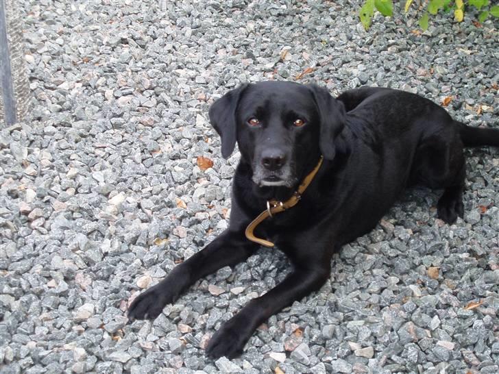 Labrador retriever Mickey <'3 -RIP billede 3