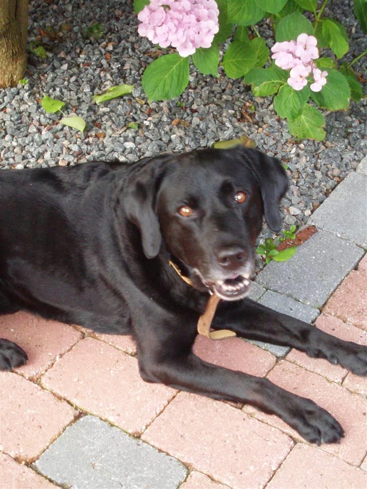 Labrador retriever Mickey <'3 -RIP billede 4