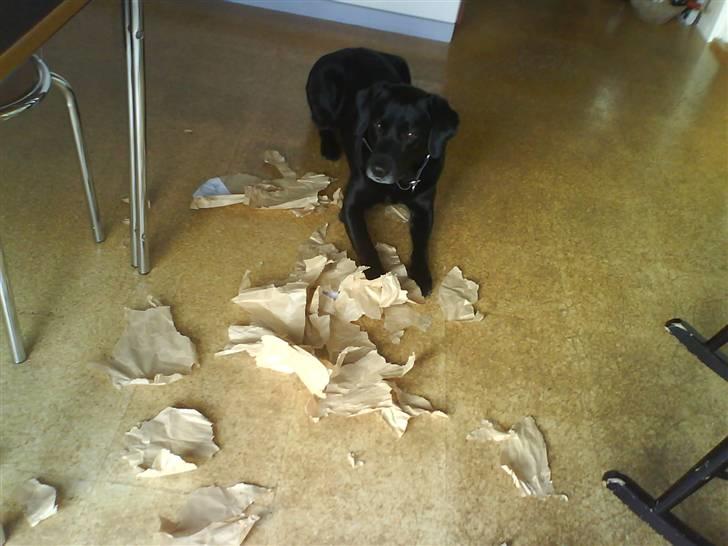 Labrador retriever Mickey <'3 -RIP billede 5