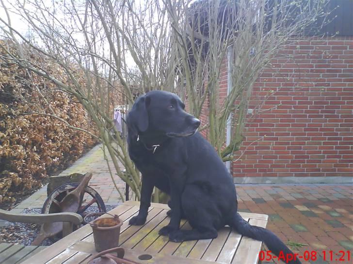 Labrador retriever Mickey <'3 -RIP billede 6