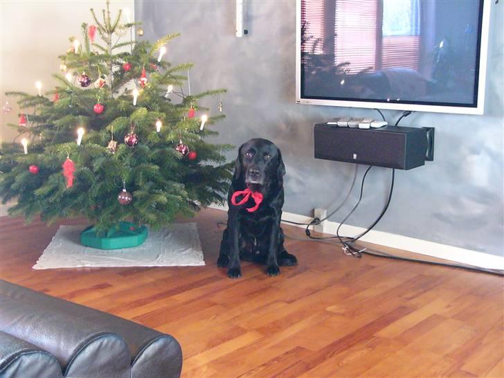 Labrador retriever Mickey <'3 -RIP billede 7