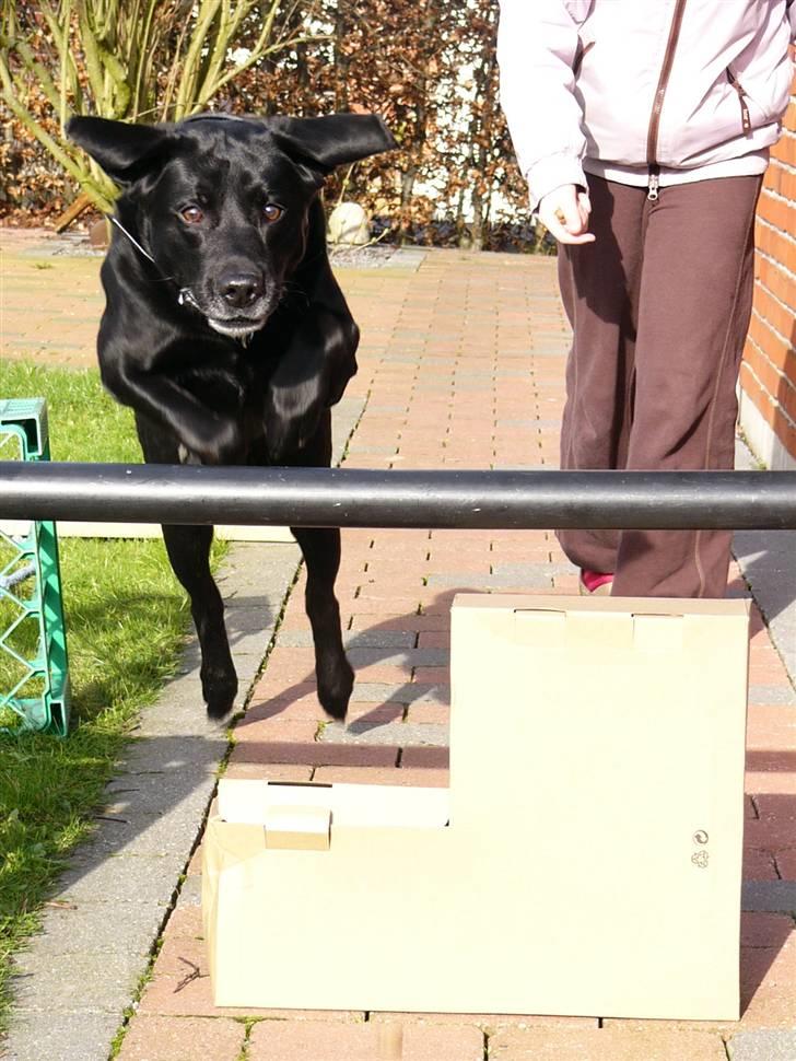 Labrador retriever Mickey <'3 -RIP billede 8