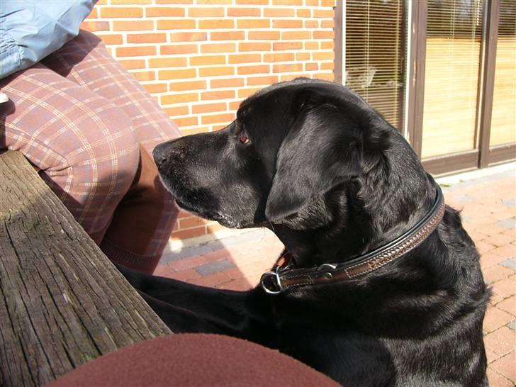 Labrador retriever Mickey <'3 -RIP billede 9