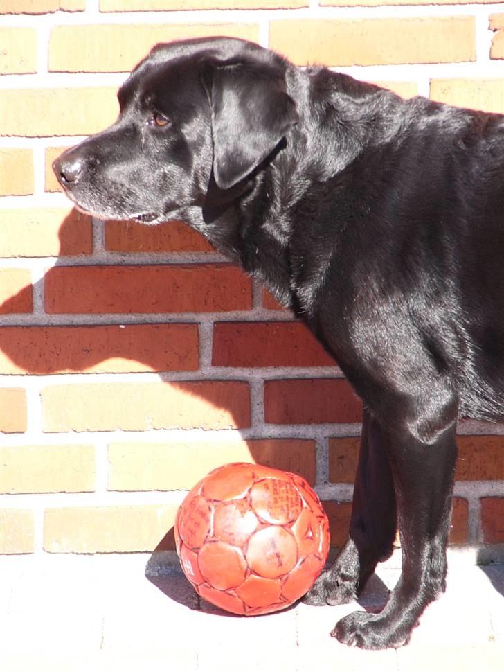 Labrador retriever Mickey <'3 -RIP billede 10