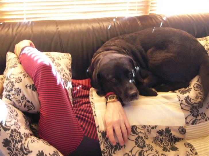 Labrador retriever Mickey <'3 -RIP billede 11