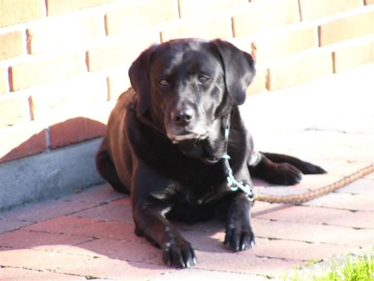 Labrador retriever Mickey <'3 -RIP billede 12